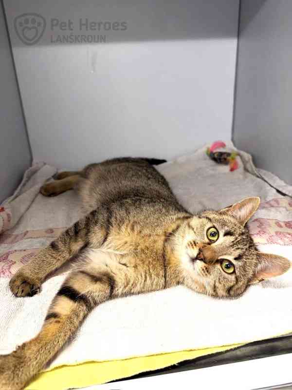 Pik ❤ kocouří ňuňánek ❤ - foto 4