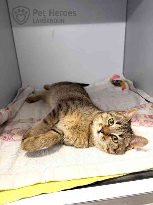 Pik ❤ kocouří ňuňánek ❤ - foto 2