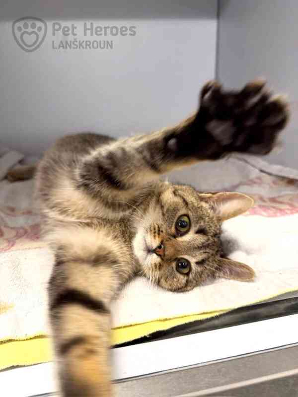 Pik ❤ kocouří ňuňánek ❤ - foto 3