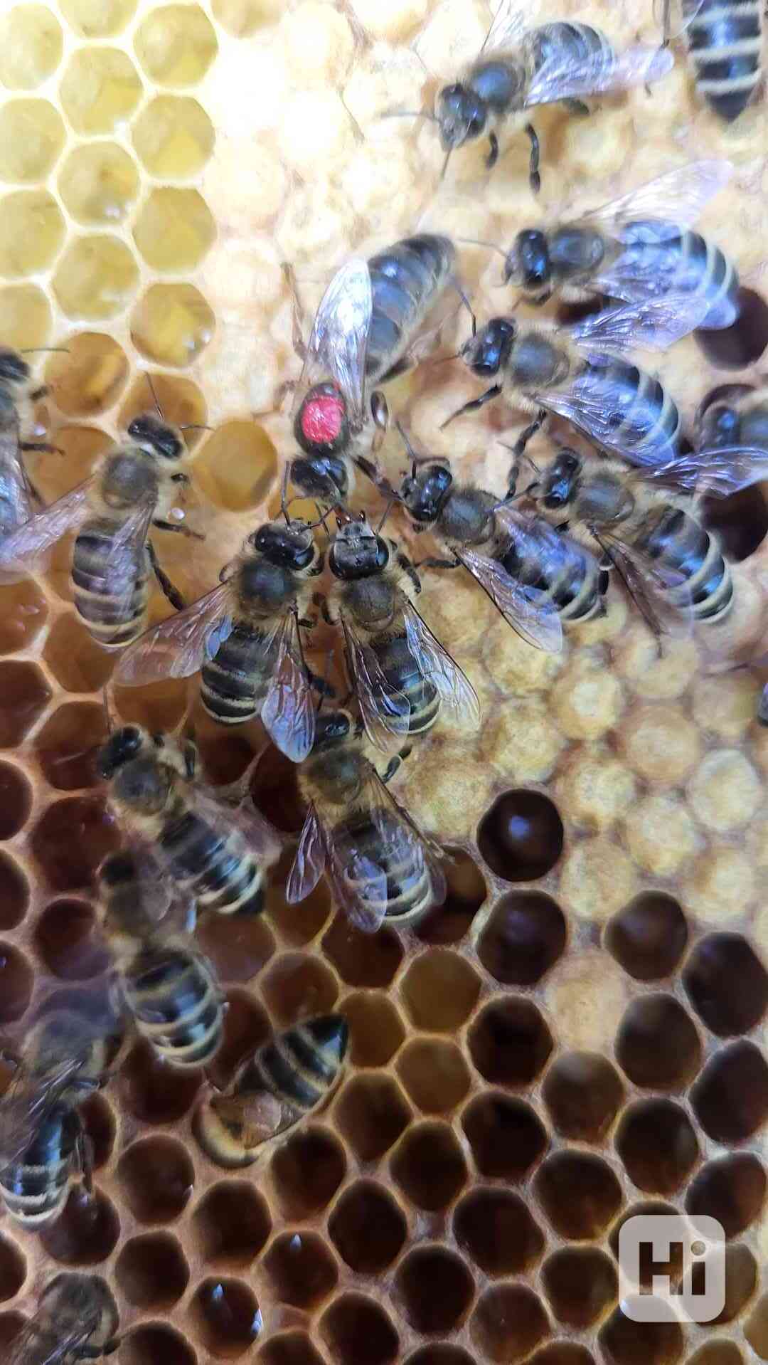   Silné včelí oddělky-včelstva na 9,11 rámcich, 39×24  - foto 1