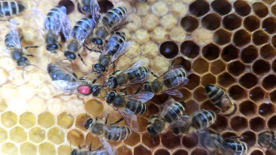   Včelí oddělky na 3-5 rámcich, 39×24  - foto 1