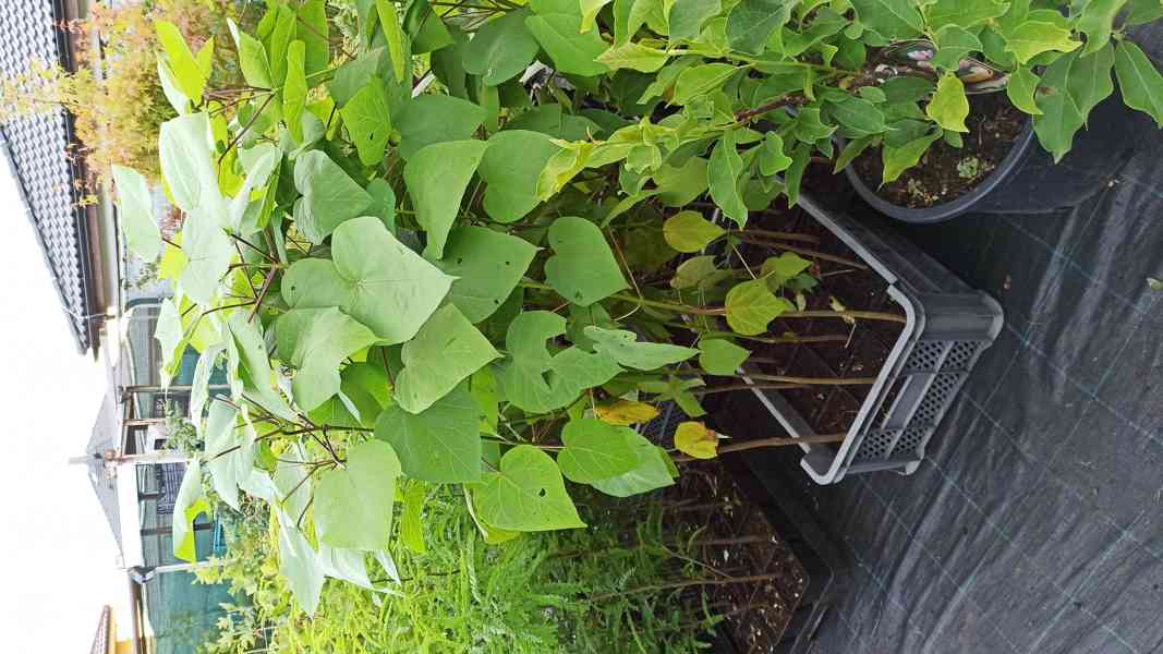 Katalpa srdčitá (Catalpa ovata) - 110 cm - foto 7