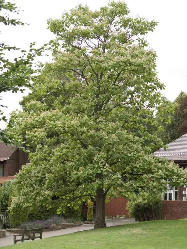 Katalpa srdčitá (Catalpa ovata) - 110 cm - foto 5