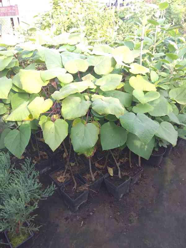 Katalpa srdčitá (Catalpa ovata) - 110 cm - foto 2