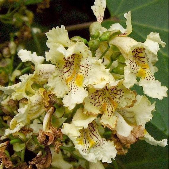 Katalpa srdčitá (Catalpa ovata) - 110 cm - foto 6