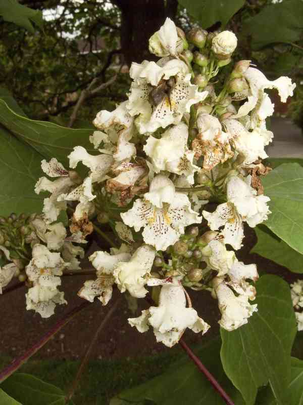 Katalpa srdčitá (Catalpa ovata) - 110 cm - foto 4