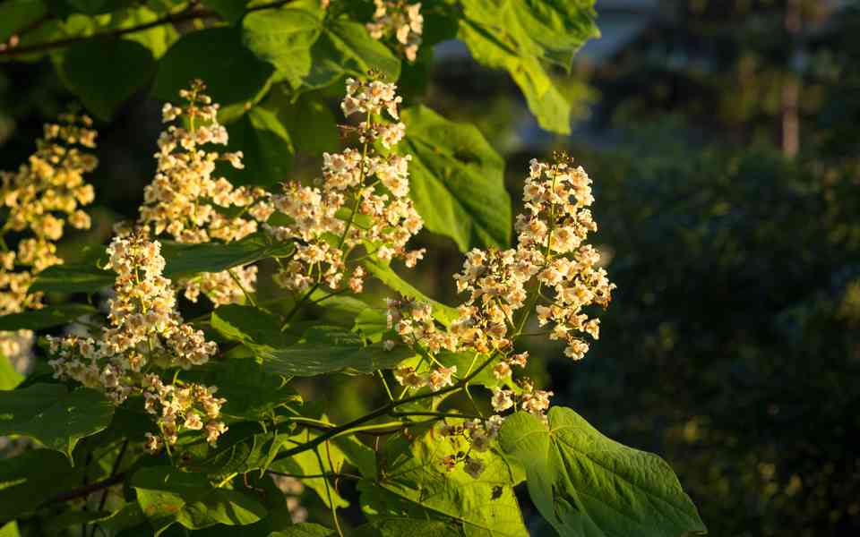 Katalpa srdčitá (Catalpa ovata) - 110 cm - foto 3