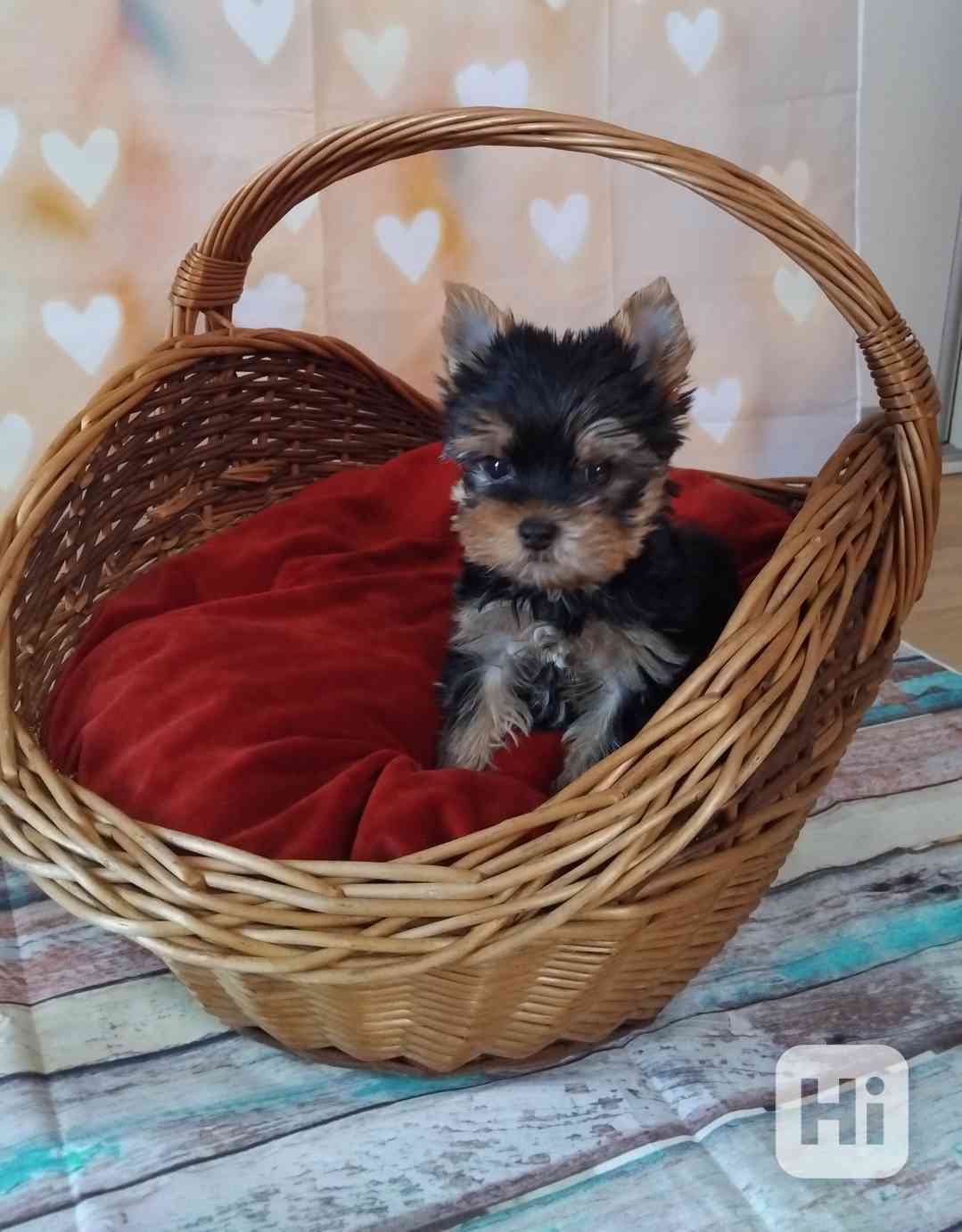 Štěňátka - jorkšírského teriéra s rodokmenem - foto 1