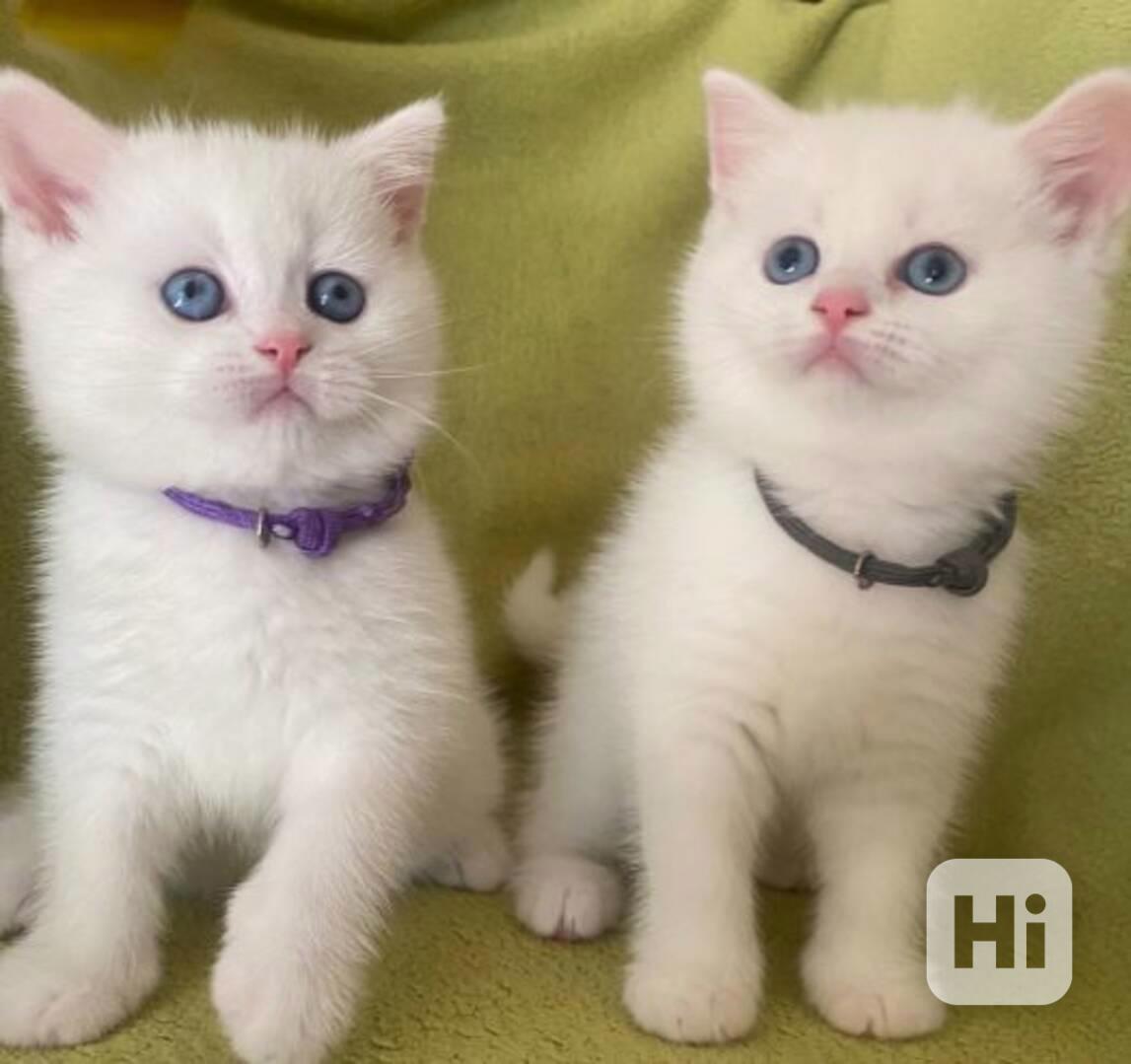 Roztomilá koťátka Maine Coon k adopci - foto 1