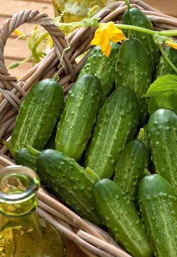 Okurka nakládačka Gomes F1 - semena