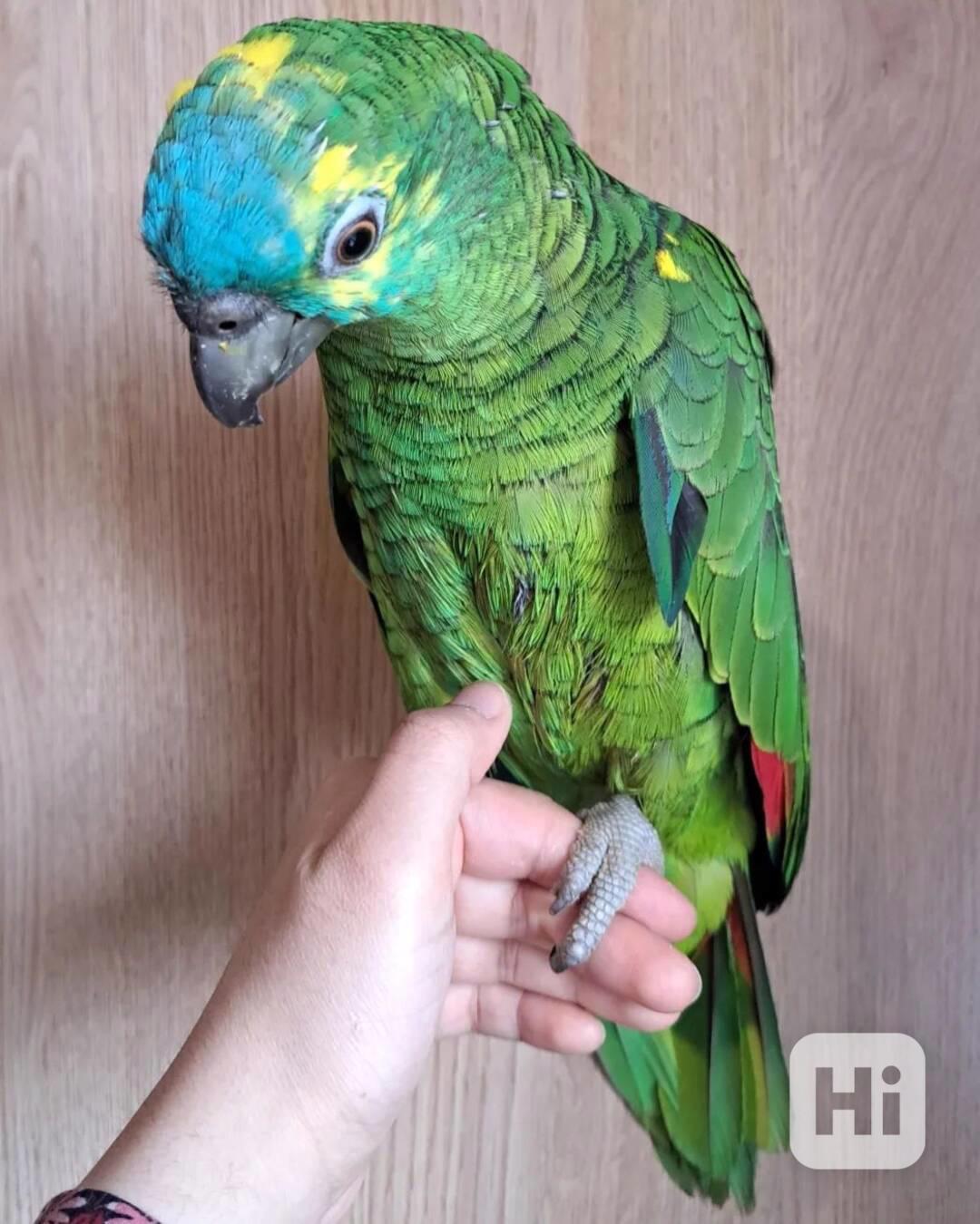 Papoušci amazonští modročelí k dispozici - foto 1