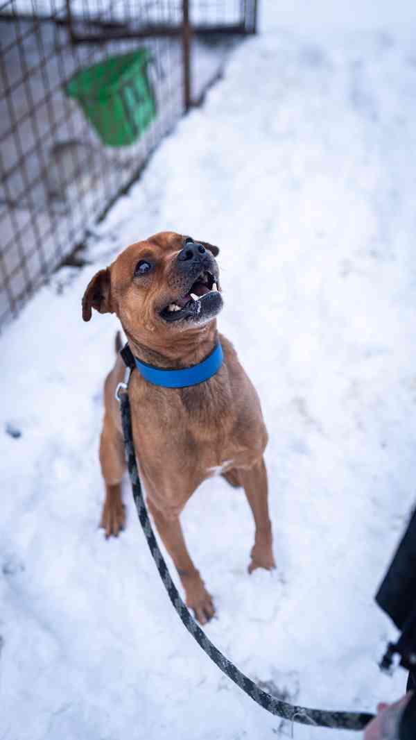 Baroš - aktivní kluk, x bull, 7 let - foto 2