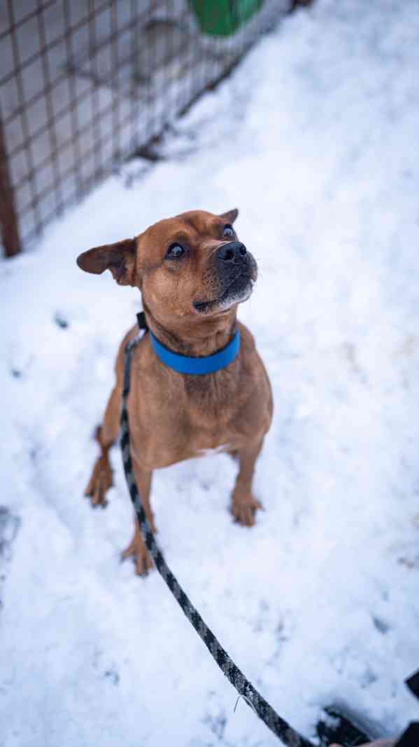 Baroš - aktivní kluk, x bull, 7 let - foto 3