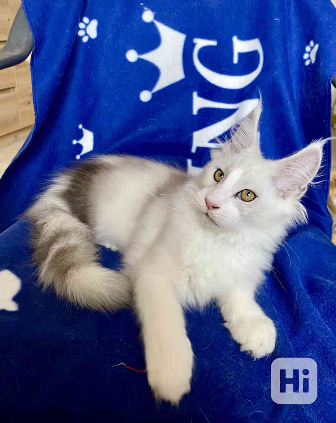 Nádherná mainská mývalí koťátka s PP  - foto 1