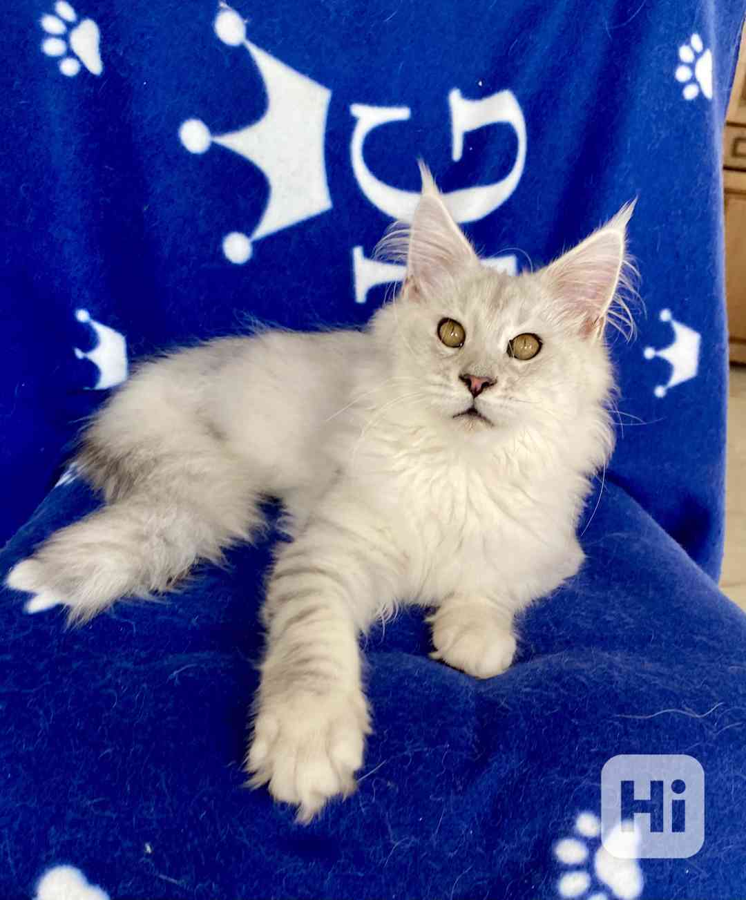 Nádherná mainská mývalí kočička s PP  - foto 1