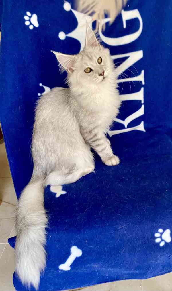 Nádherná mainská mývalí kočička s PP  - foto 6