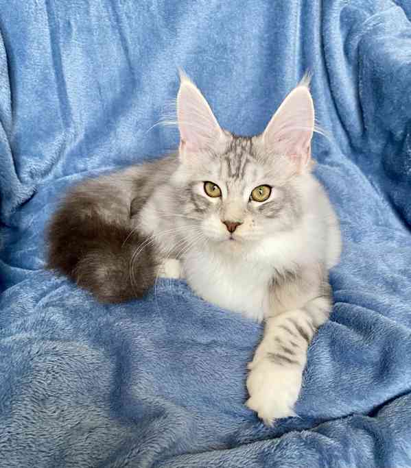 Nádherná mainská mývalí koťátka s PP  - foto 9