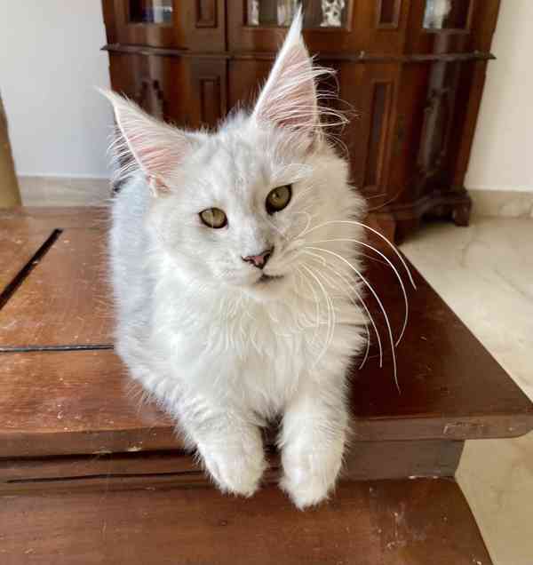 Nádherná mainská mývalí kočička s PP  - foto 5