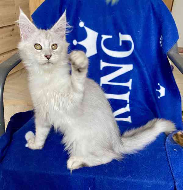 Nádherná mainská mývalí koťátka s PP  - foto 5