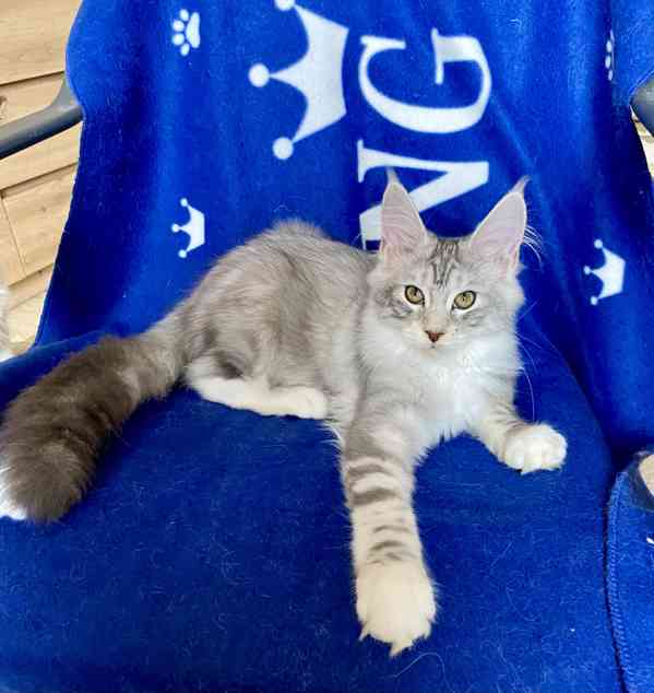 Nádherná mainská mývalí koťátka s PP  - foto 7