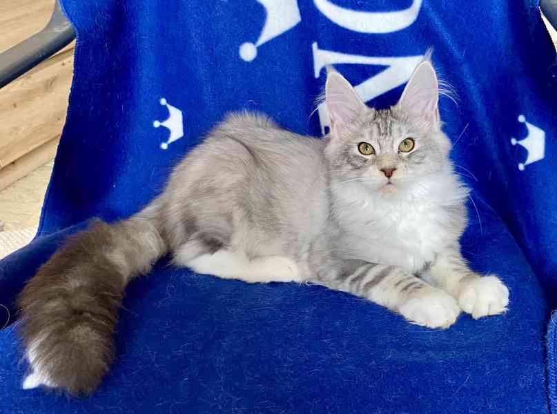 Nádherná mainská mývalí koťátka s PP  - foto 8