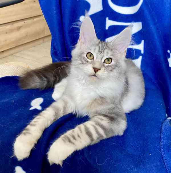 Nádherná mainská mývalí koťátka s PP  - foto 4