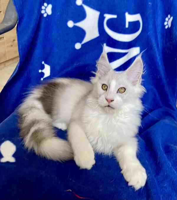 Nádherná mainská mývalí koťátka s PP  - foto 2