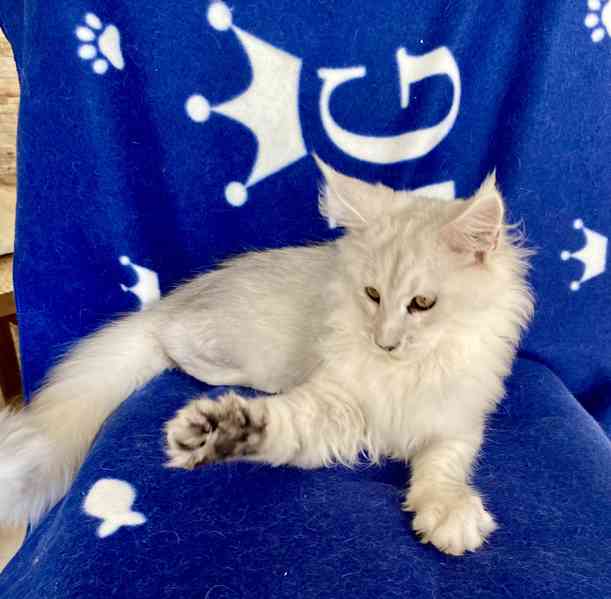 Nádherná mainská mývalí kočička s PP  - foto 4