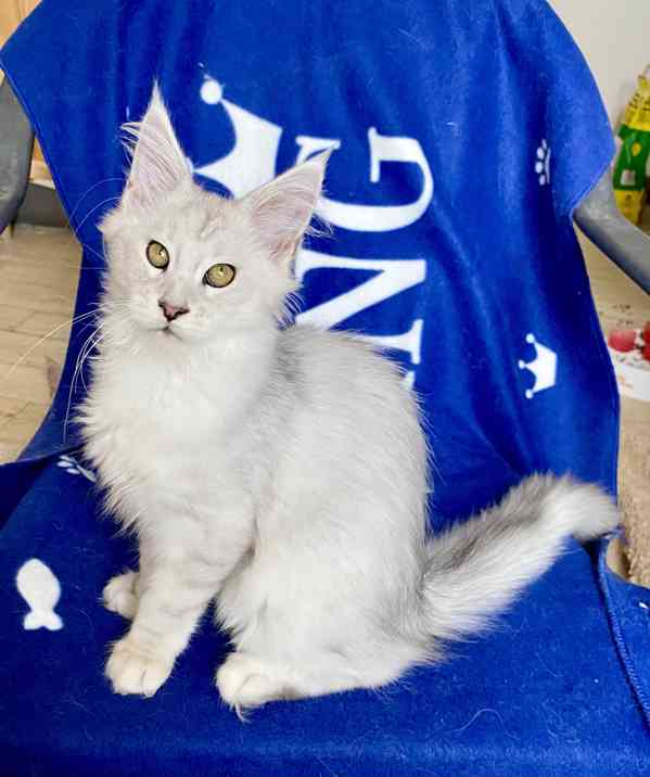 Nádherná mainská mývalí koťátka s PP  - foto 6