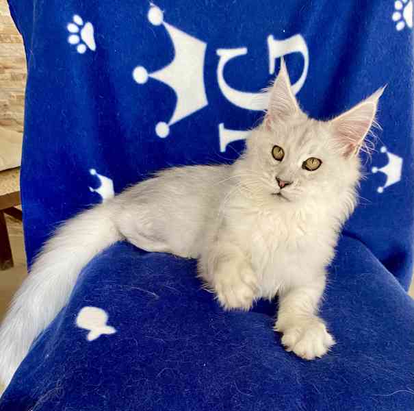 Nádherná mainská mývalí kočička s PP  - foto 3