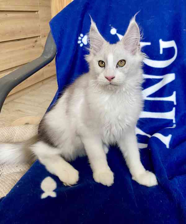 Nádherná mainská mývalí koťátka s PP  - foto 3