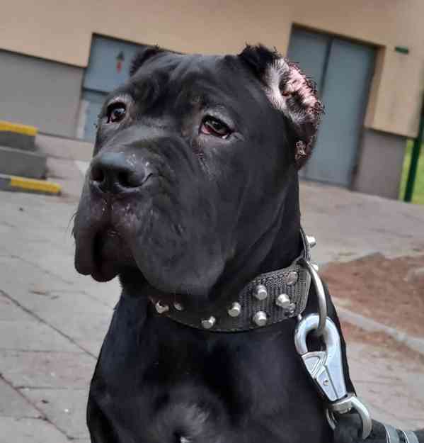 Americký bandog - foto 6