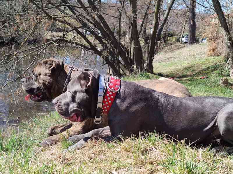 Americký bandog - foto 3