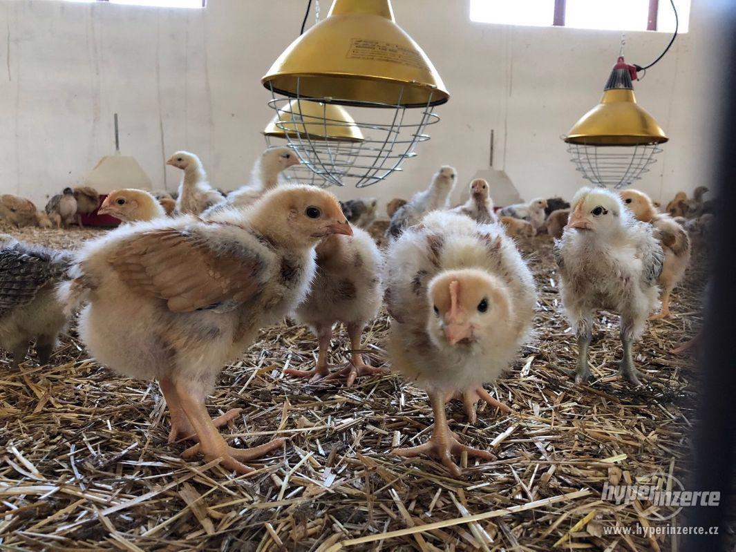 Farmářská kuřata a vejce - foto 1