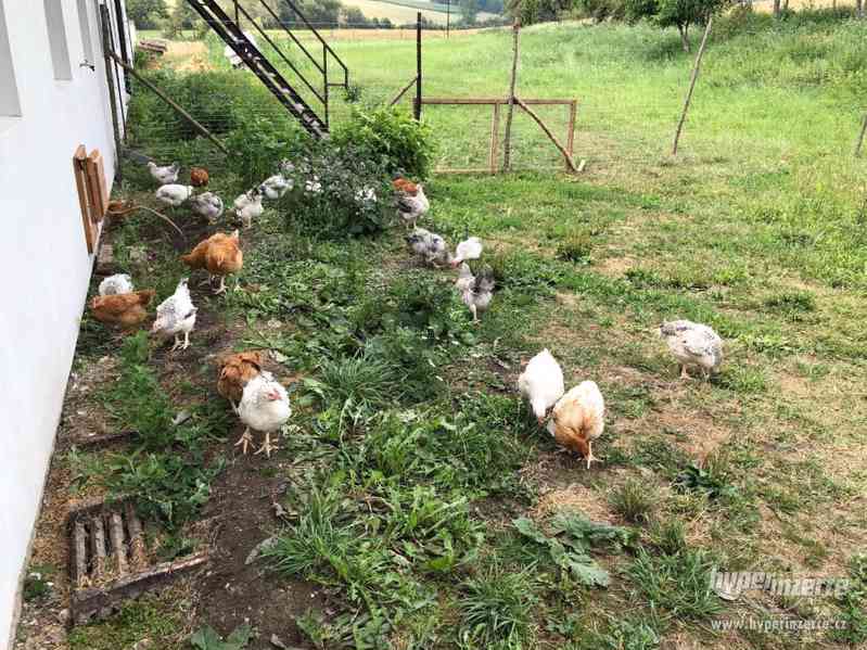 Farmářská kuřata a vejce - foto 2