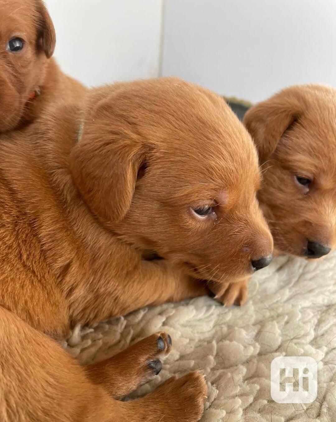 Štěňata labradora Fox Red - foto 1