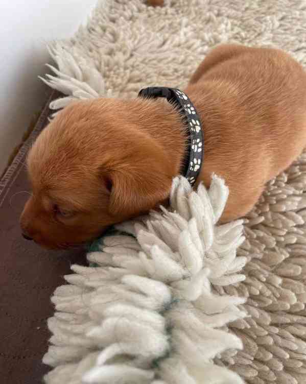 Štěňata labradora Fox Red - foto 5