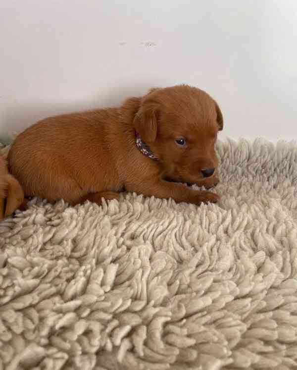 Štěňata labradora Fox Red - foto 2