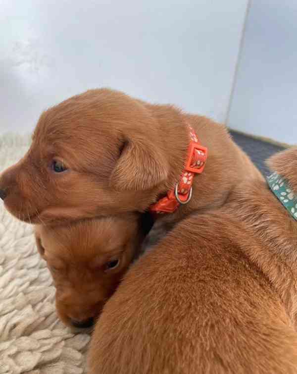 Štěňata labradora Fox Red - foto 6
