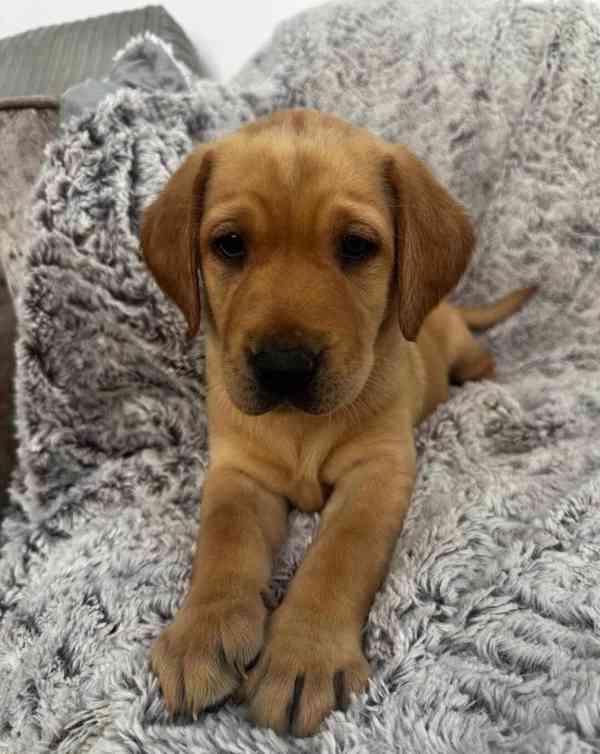 Štěňata labradora Fox Red - foto 8