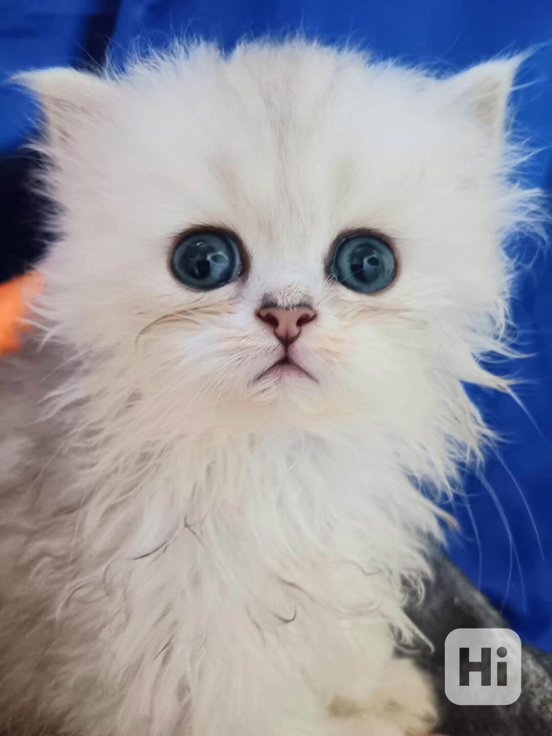 Perská činčila stříbrná - koťátka - foto 1