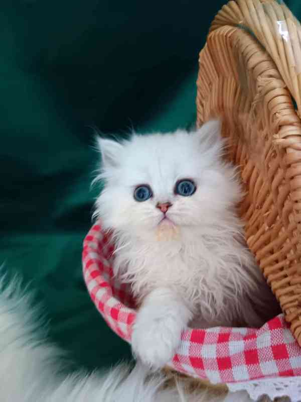 Perská činčila stříbrná - koťátka - foto 19