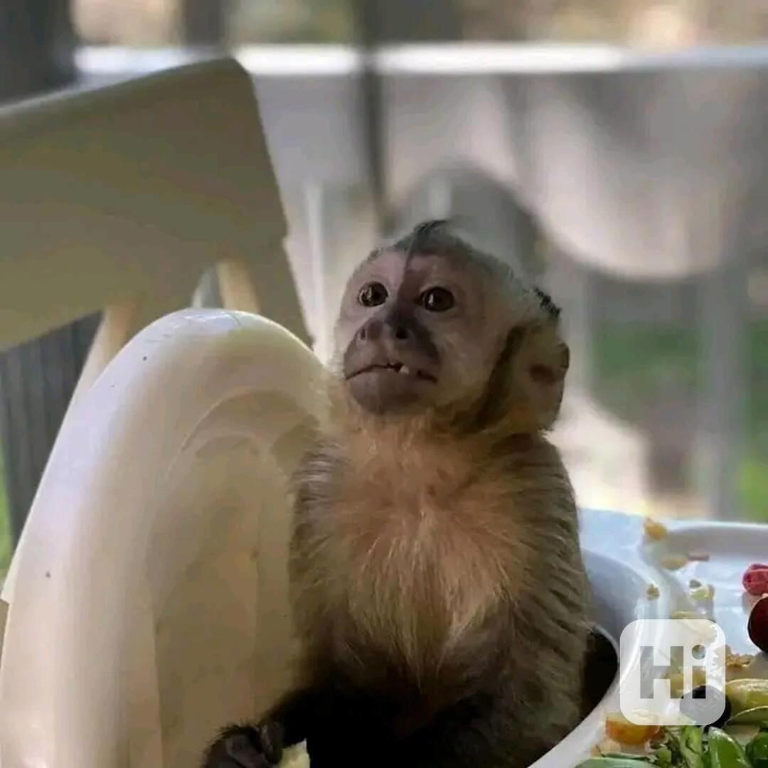 Nádherná rozkošná kapucínská opice k adopci - foto 1