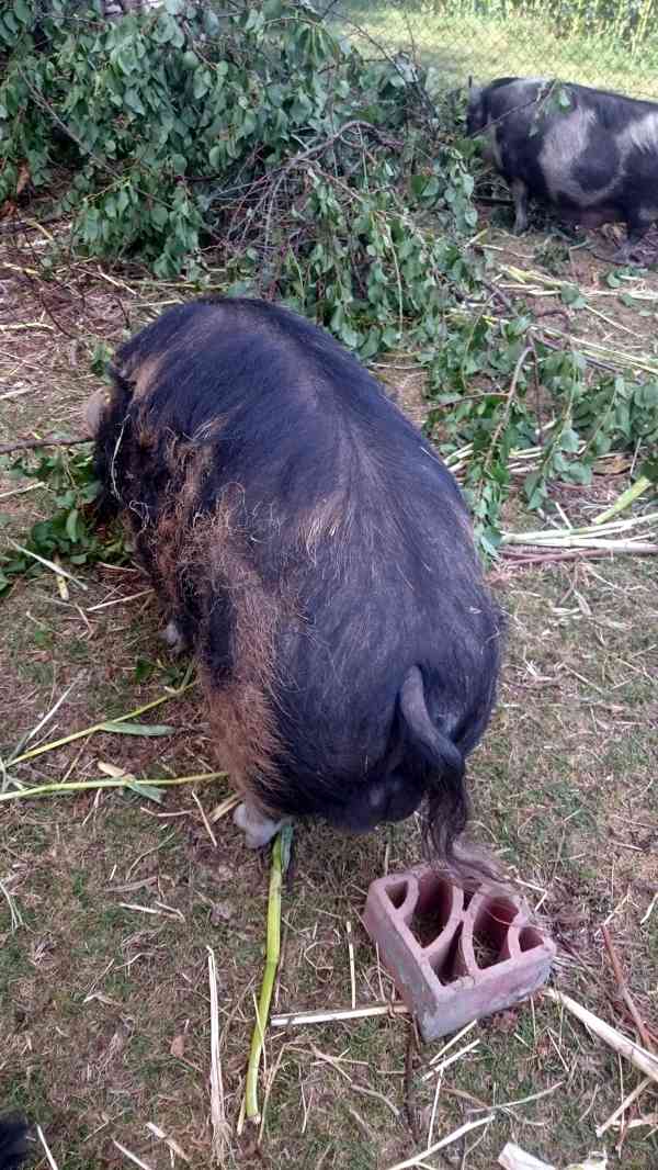 Kune-Kune prasata z Nového Zélandu, chovný pár - foto 1