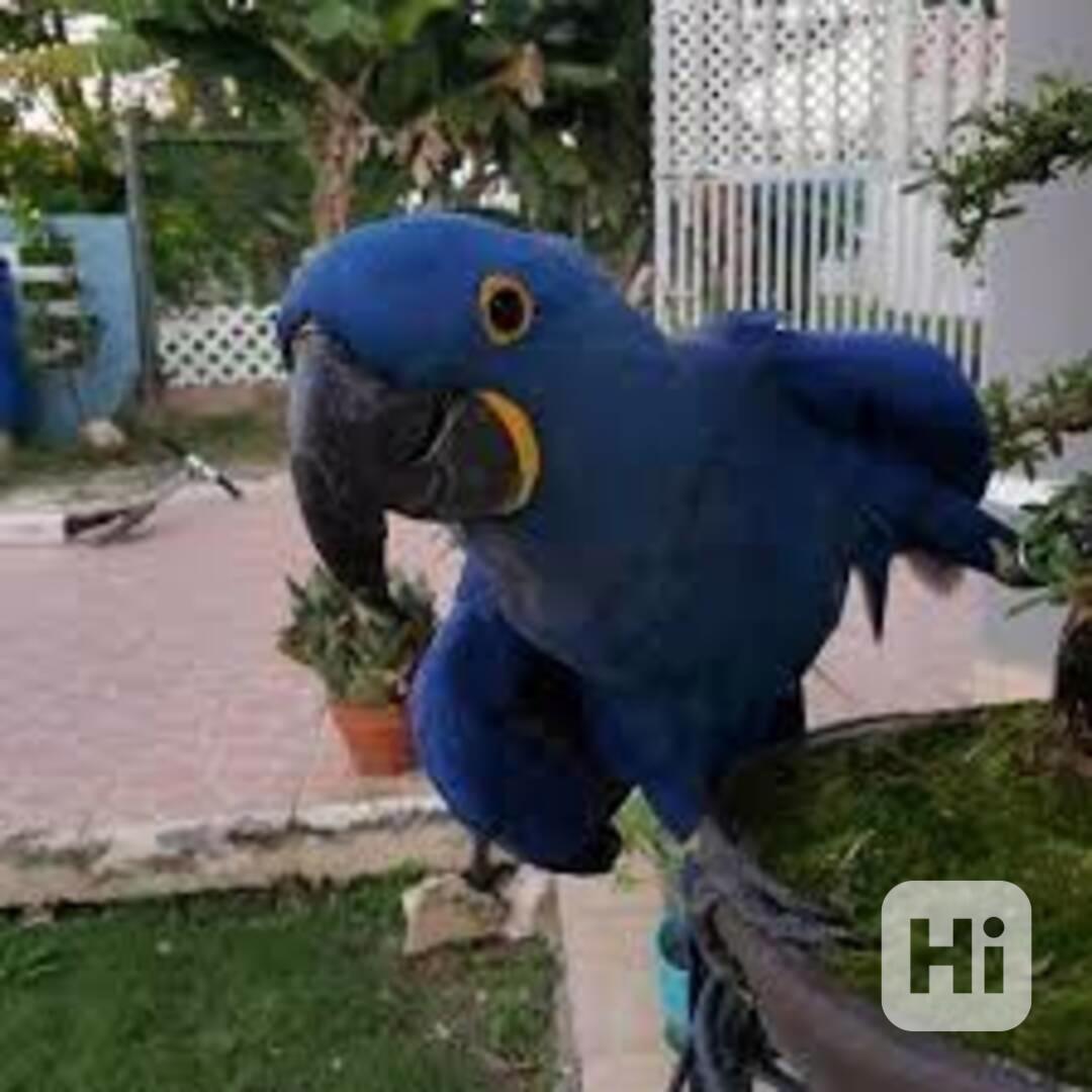 Papoušci ara hyacintový - foto 1