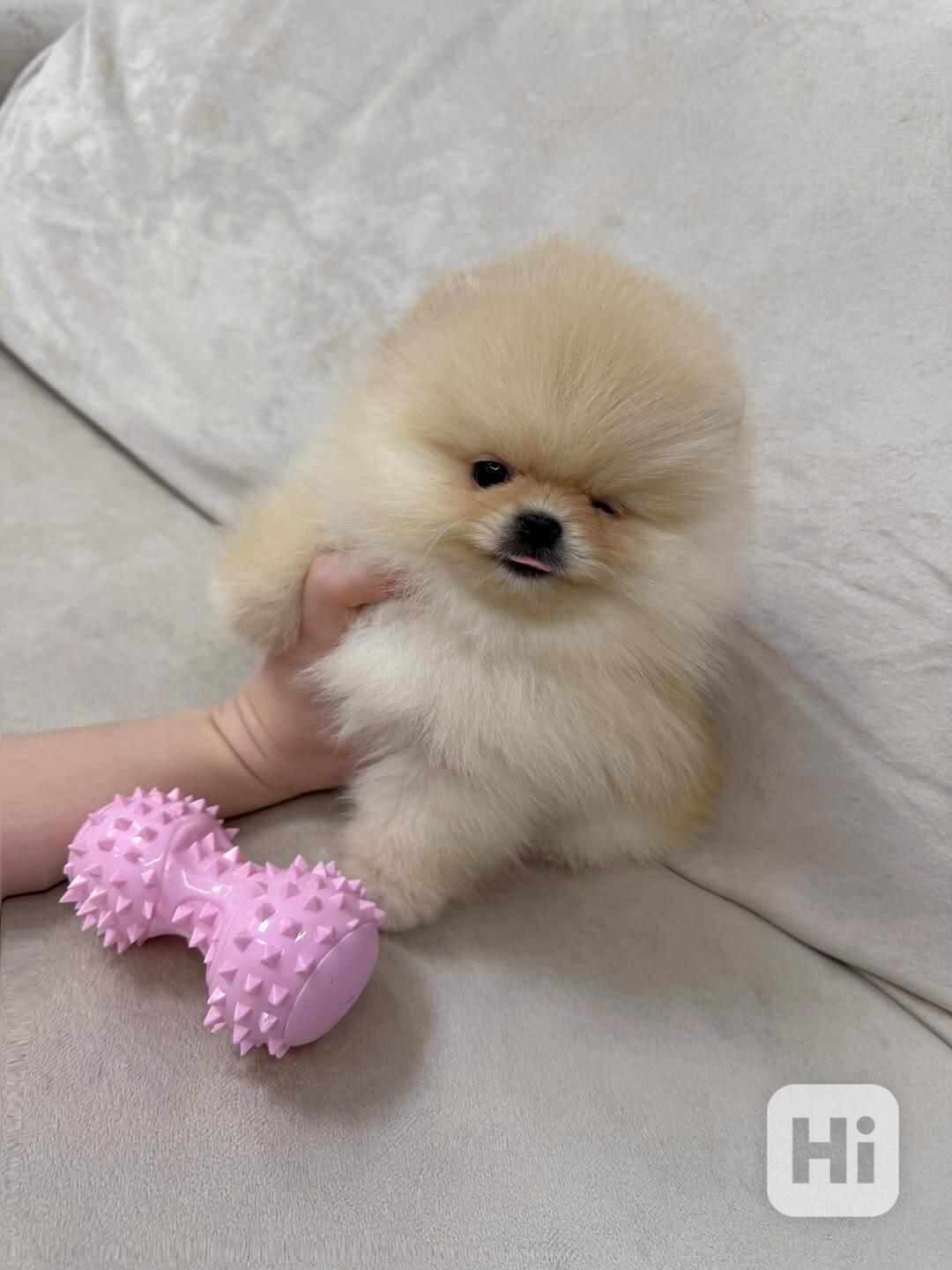 Představuji vám sladkého mini pomeraniana, jako nadýchaný ob - foto 1