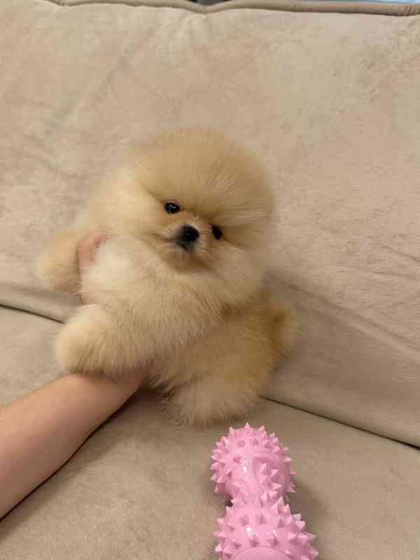 Představuji vám sladkého mini pomeraniana, jako nadýchaný ob - foto 3