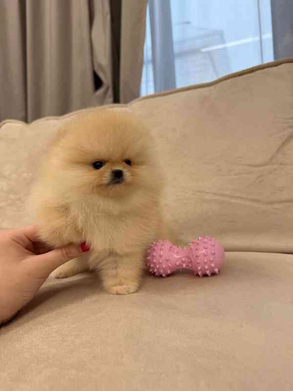 Představuji vám sladkého mini pomeraniana, jako nadýchaný ob - foto 2