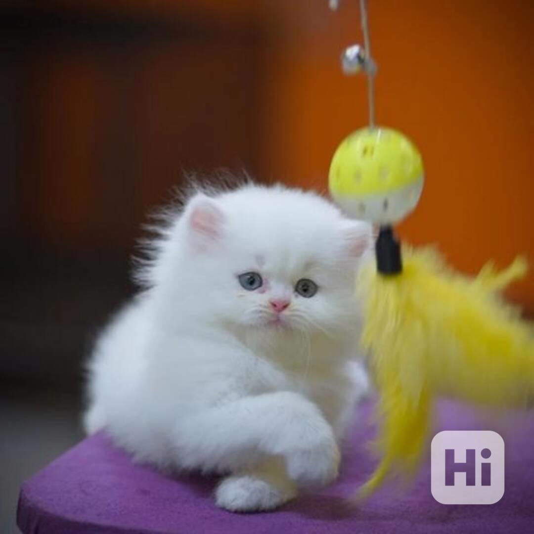 Perská koťata spp - foto 1