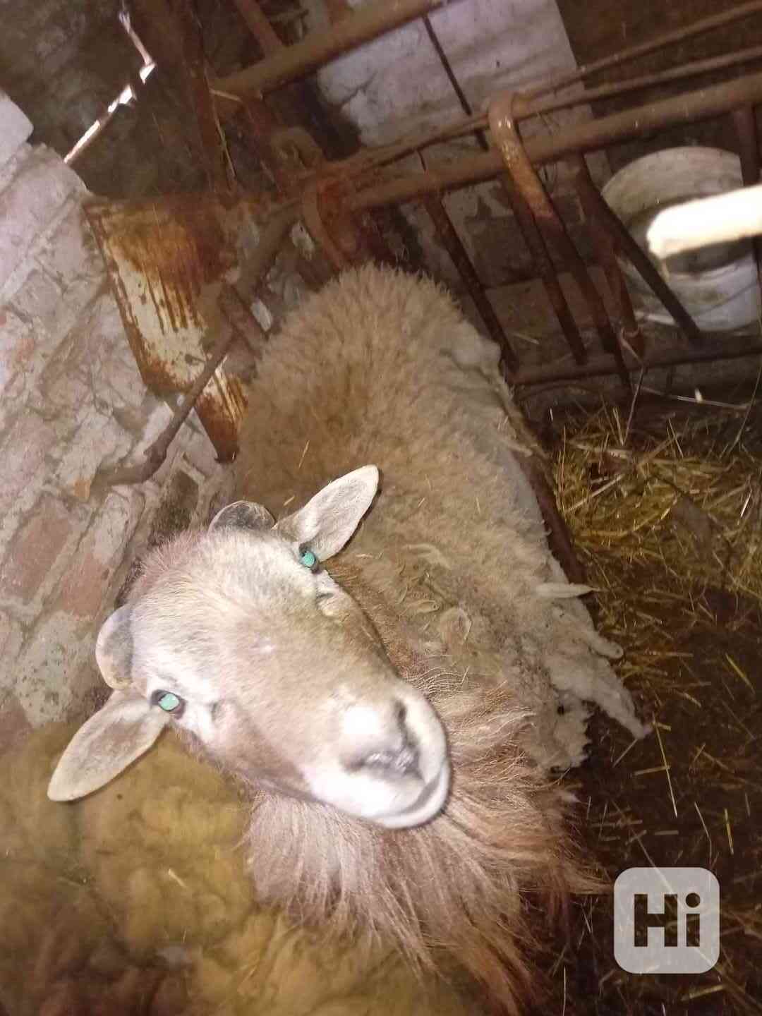 Prodám beránka - foto 1